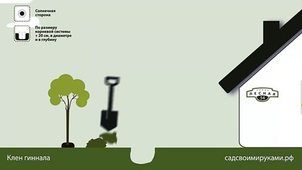 Клен гиннала. Инструкция по посадке. СадСвоимиРуками