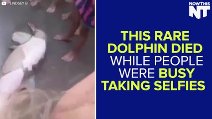 Dolphin Dies While People Take Selfies