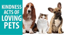 Cats and Dogs loving pets Watch Kindness acts Compilations 2016