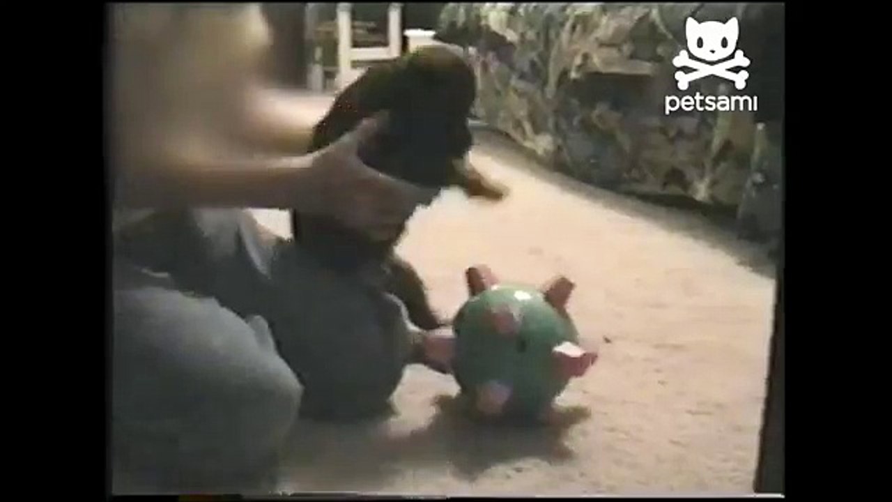 Dog struggles with vibrating toy