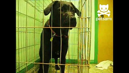 Dog uses his mouth to open his crate