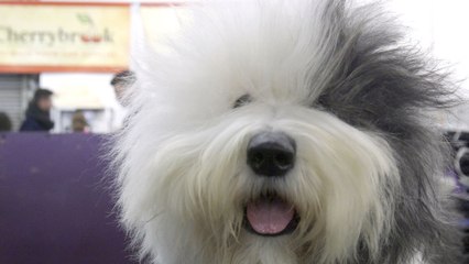 Humans Explain Their Mysterious Devotion To The Westminster Dog Show