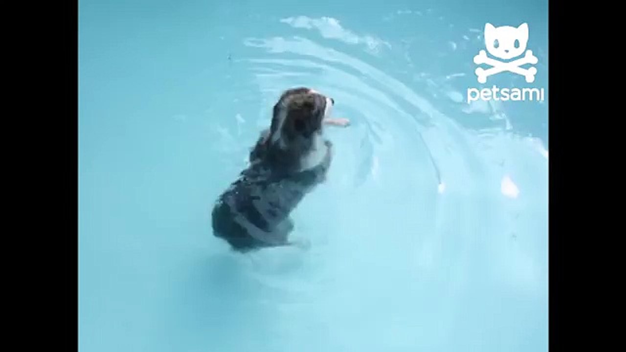 Dog loves synchronized swimming