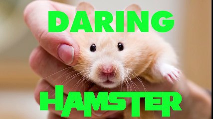 Funny Hamster Compilation