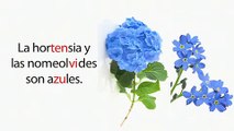 Learn Spanish 4.10 Flowers, Accents & Tildes