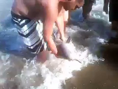 Un bébé dauphin mort pour quelques photos en Argentine