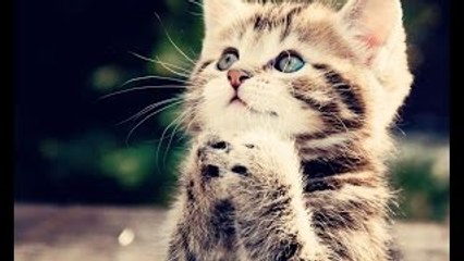 Interesting Things #1 CATS - Funny Moments & History