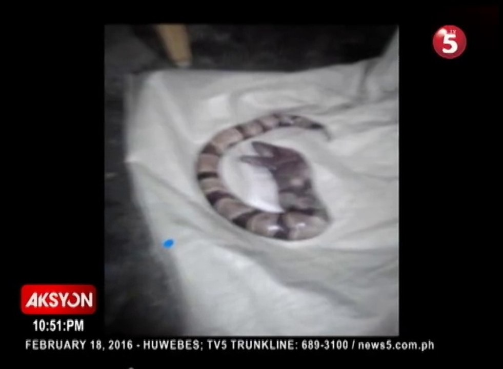 Strange-looking snake creature was given birth by a woman from Cotabato, Philippines