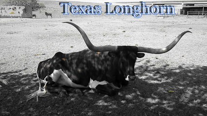 Texas Longhorn Resting in Shade 🐂