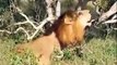 Animal attack lions Mapogo still roars with pride wild NEW@croos hd 720p