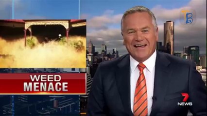 Une mauvaise herbe sème la panique dans un village australien