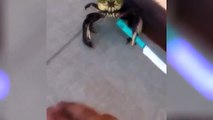 Краб гангстер с ножом. The gangster crab with a knife. Под песню Мы бандито.