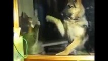İnteresting Cat And Dog Fight Very Funny