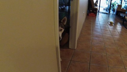 Ninja Dog Sneaks Up On Treat