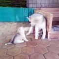 A Husky puppy tries to get his mom to play with him...