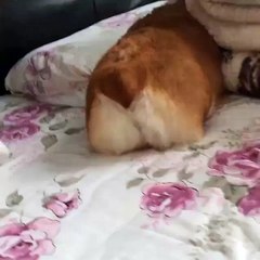 Boop the Corgi floof butt!