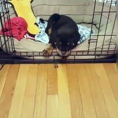 Getting out of bed is not easy for this puppy...