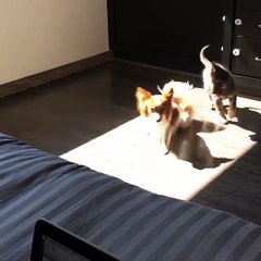 This dog adopts a wolf puppy...