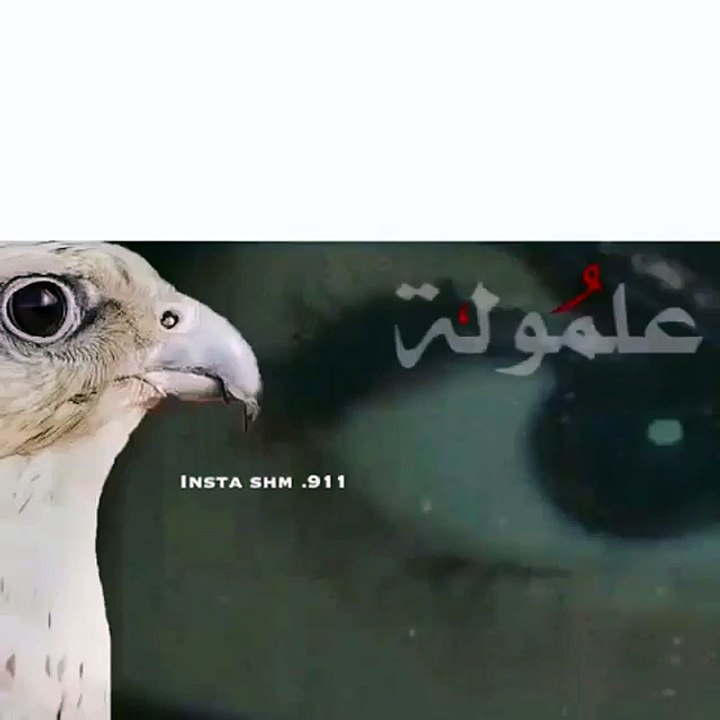 بدون عنوان