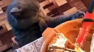 Gato comendo bolo
