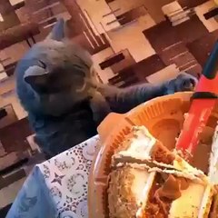Gato comendo bolo