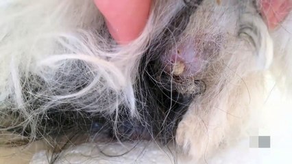 Le contenu d’un kyste vieux de 4 ans sur un chien