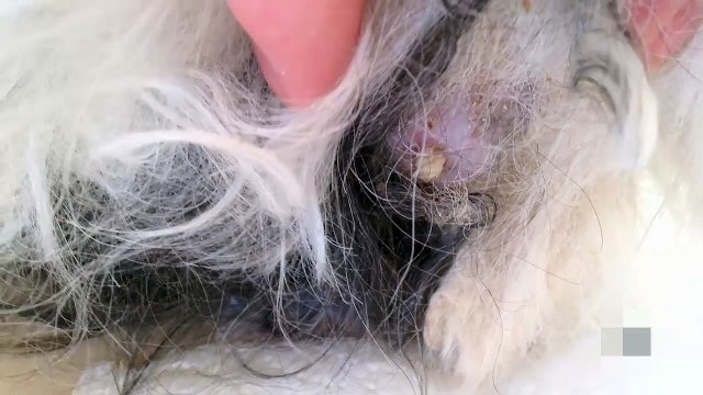 Le contenu d’un kyste vieux de 4 ans sur un chien