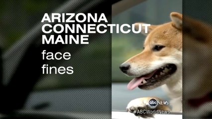 Dogs Causing Car Accidents Dog Crash Dummies Video