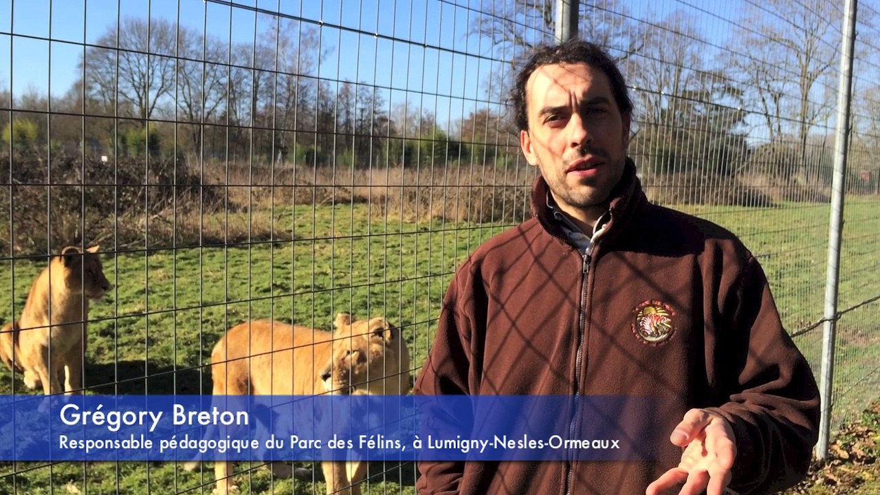 Parc des Félins - le lionceau Bagani et les trois petits tigres, Lyuba, Neva et Sayan