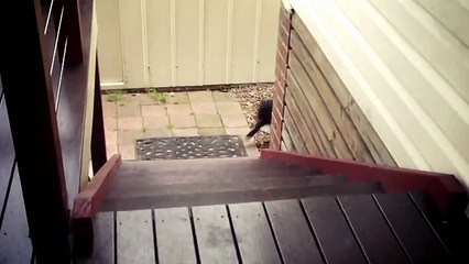 Смешное видео про собак. Подборка с летницей