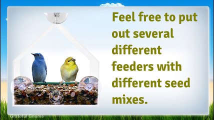 Bringing Nature To You - What Attracts Birds