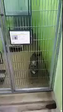 El Perro No Tiene Casa. Entonces Mira Lo Que Hace Para Que Lo Adopten… ¡Qué Lindo!