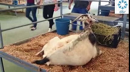 Her Sağımda 10 Litre Süt Veren Keçi