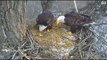DECORAH EAGLES  2/8/2016  12:17 PM  CST    DAD WITH STICK AND MOM COMES