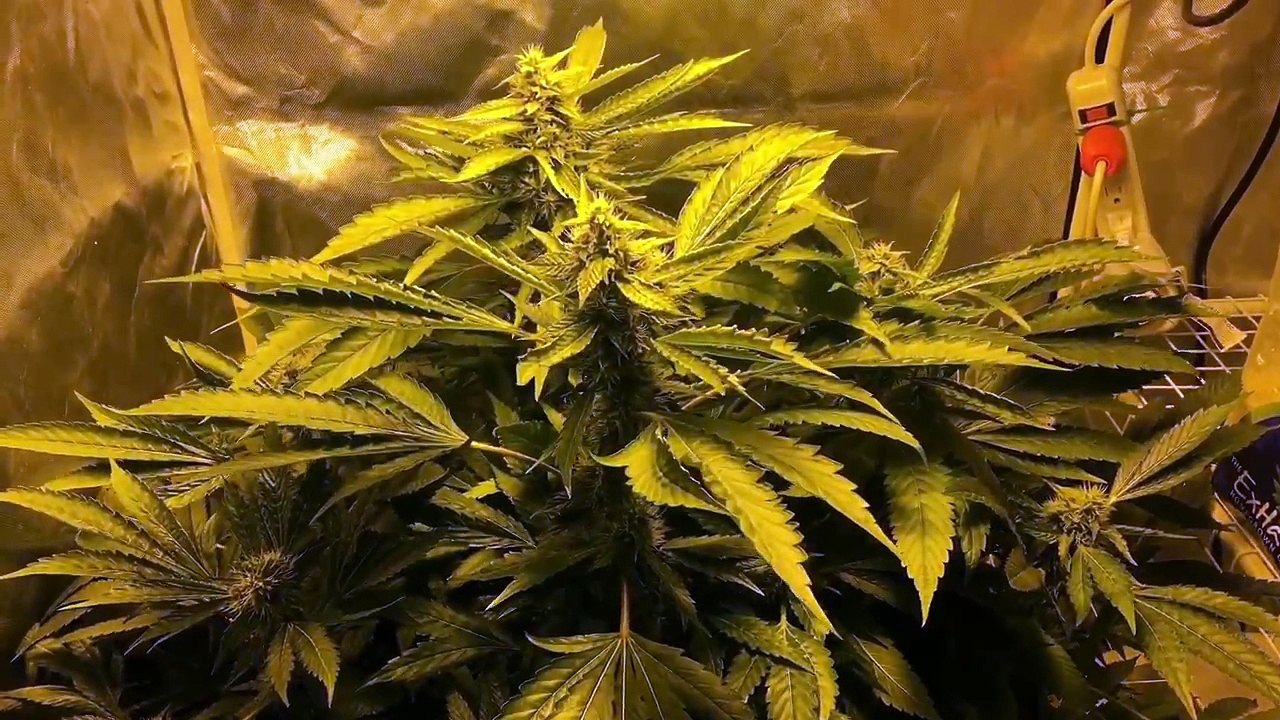 S1 E2 DWC flower week5 Bluecheese