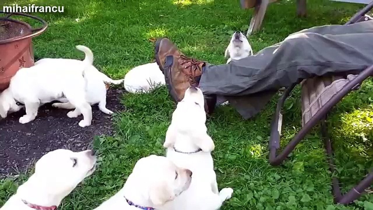 Cute Puppies