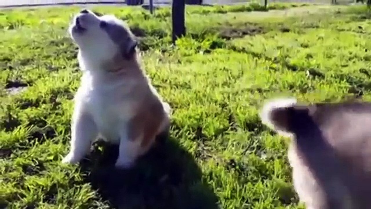 Cute Puppies