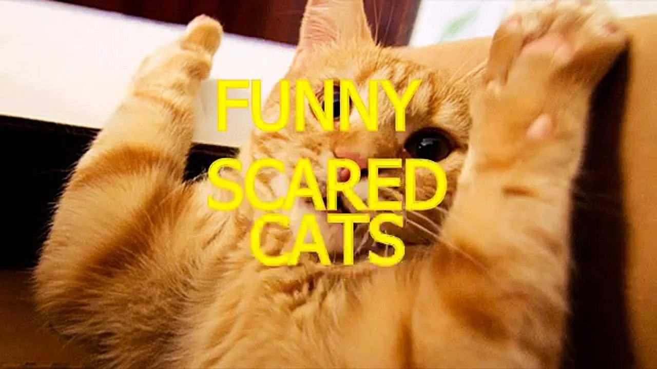 Funny cats scared of random things -