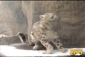 Young Cats Enjoy the Snow at Brookfield Zoo