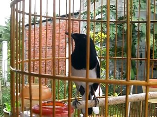 Chích chòe than trà vinh hót hay