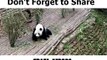 What happens when a giant panda feels anxiety cute panda