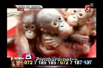 Lo sa Lok - 19.02.2016