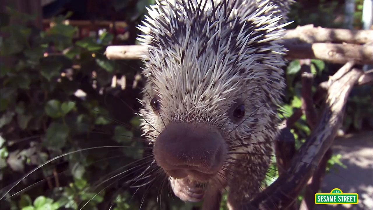 Sesame Street: What do Zoo Animals Eat? (Elmo at the Zoo)