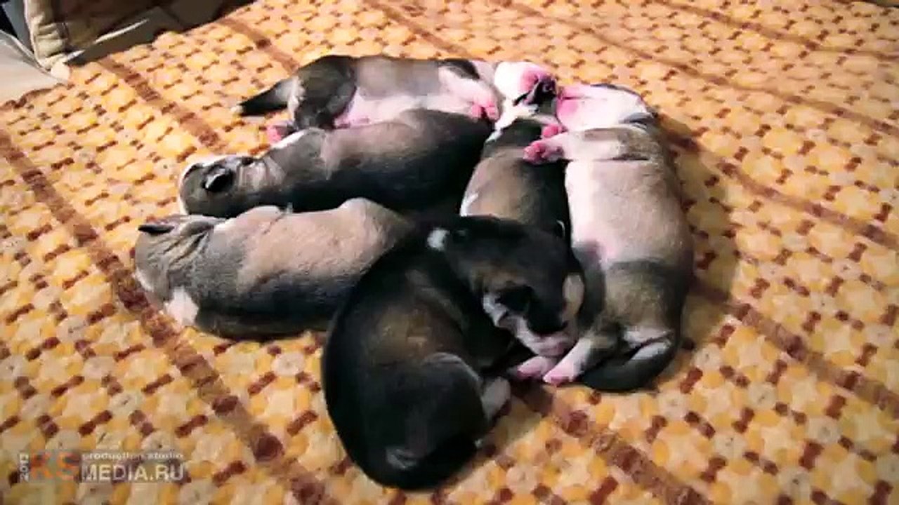 funny puppies Husky