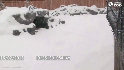 Милейший панда в Зоопарке Торонто!