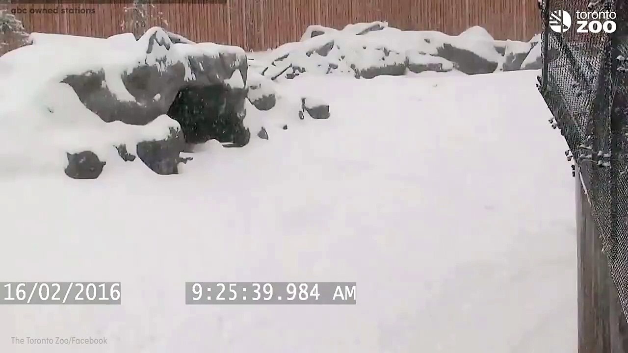 Милейший панда в Зоопарке Торонто!