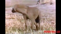 Animal world - The Lion attack Hyenas - Hyenas attack Lion - natural world - wild animal
