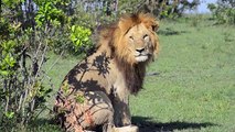 African animals- The Lion Mating, Wild animals