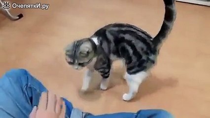 Советы по безупречной дрессировке кота 🐱