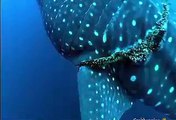 whale shark that knew it was being rescued -incredible moment gentle giant lets a diver untangle a fishing rope wrapped around its body
